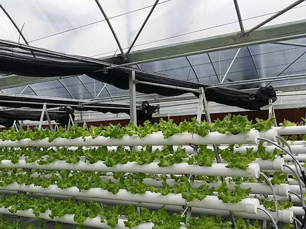 水培，無(wú)土栽培